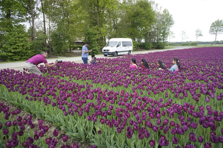 a carpet of beautiful deep purple tulips