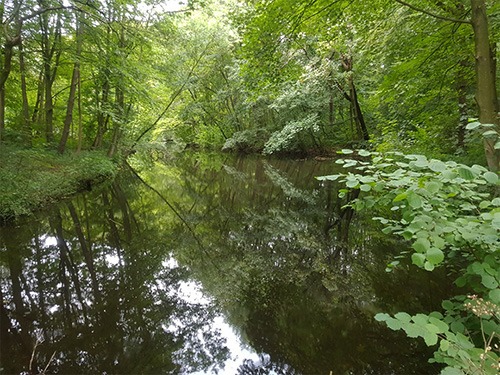 a lake in the wild forest of Amsterdamse bos