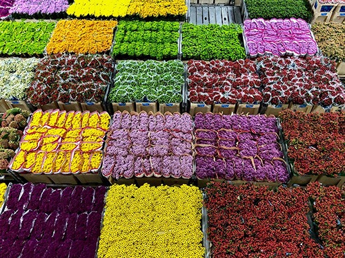 flowers in all colors at the Flora Holland flower auction