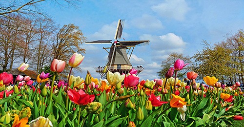 tulips and windmill at keukenhof