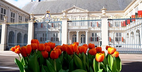 orange tulips in front of the work palace of king william alexander of orange noordeinde palace the hague